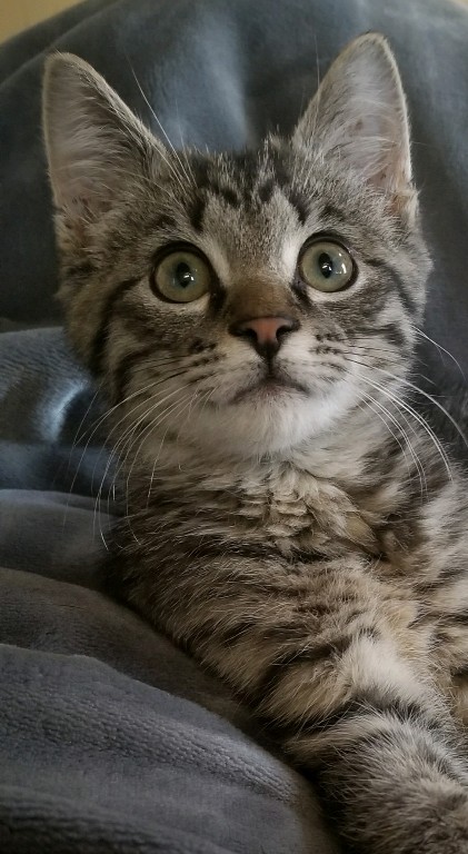 Asigned Subject In Class A By Karen Foster For Buttons OCT-2018.jpg